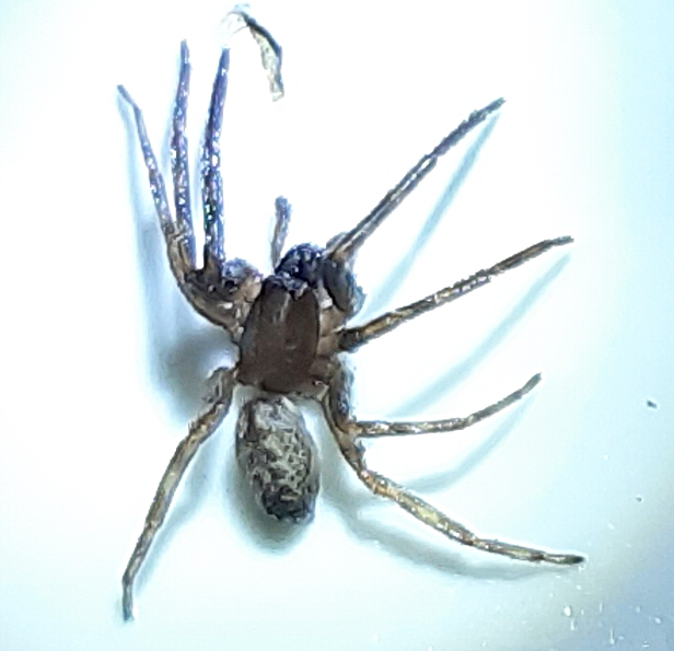 Segestria sp.